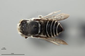 Media type: image;   Entomology 793874 Aspect: habitus dorsal view